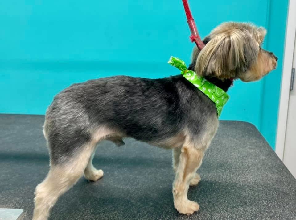 Dog Grooming Pet's Best Friend