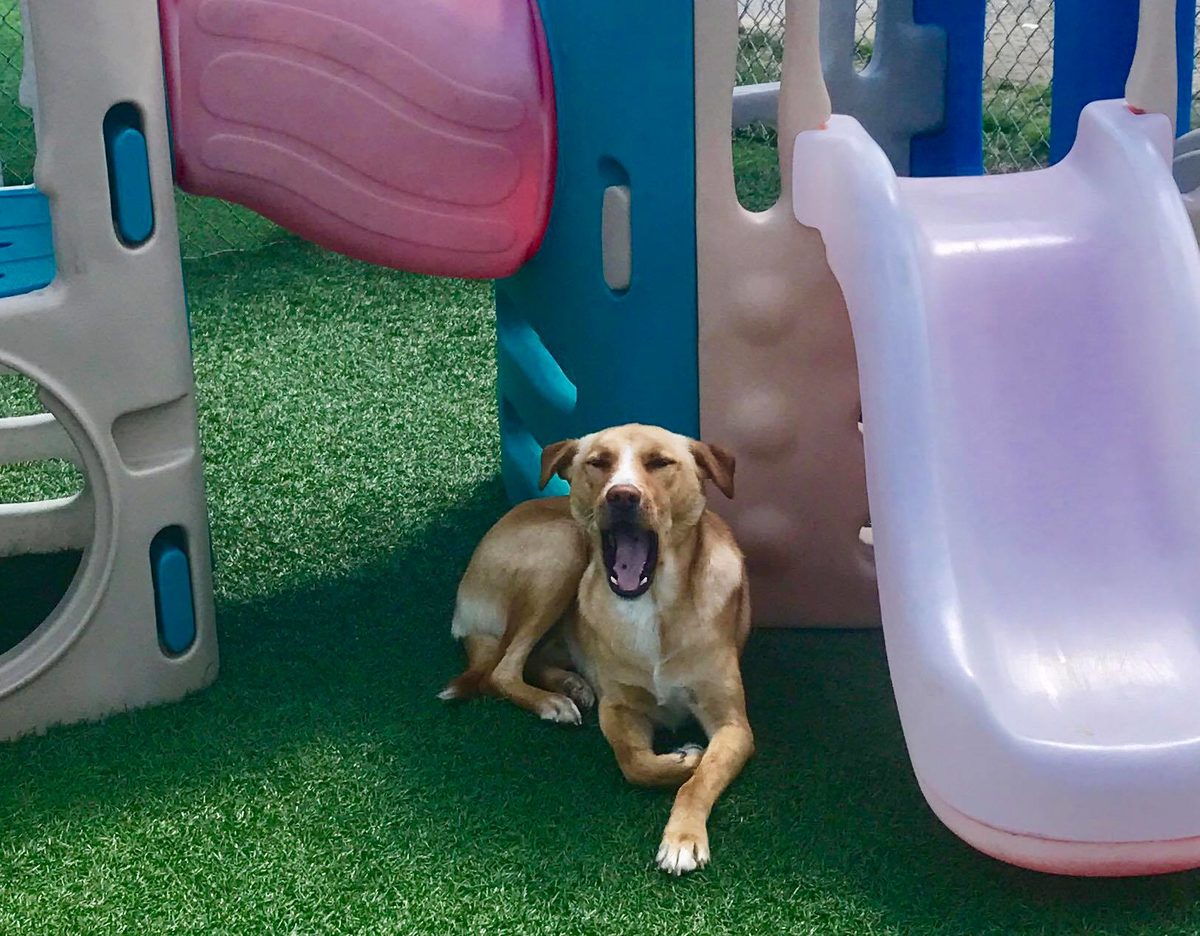 Unreal Doggy Daycare Slide!!!, Doggie Daycare