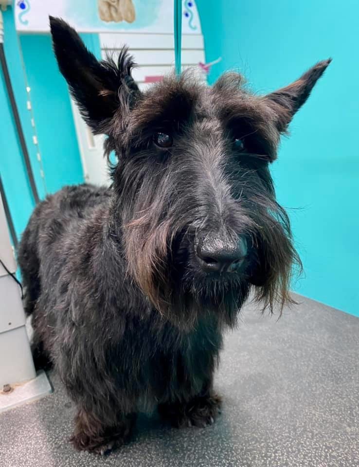 Dog Grooming Pet's Best Friend