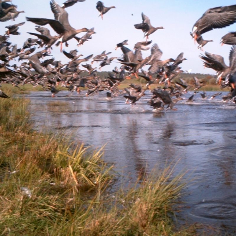 Saatgänse Herbstzug Naturlehrweg
