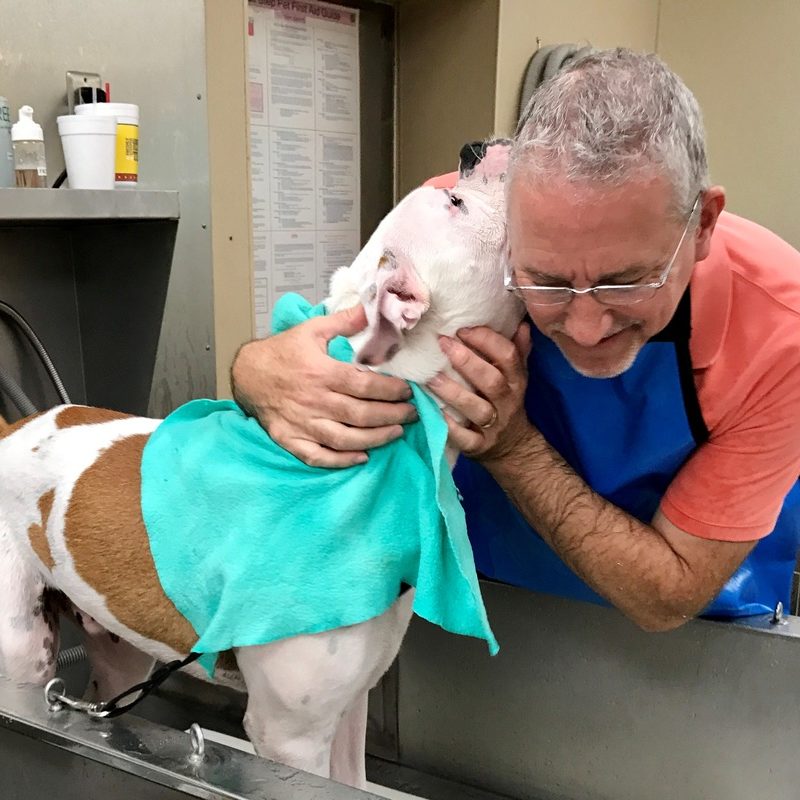 Dog Grooming Pet's Best Friend